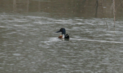 Male Northern Shoveler