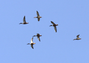 Northern Shovelers Flight