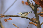 Colorful White-breasted Nuthatch