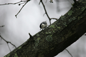 Lichen Nuthatch Pose