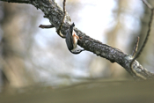 Upside Down White-breasted Nuthatch