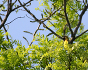 Orchard Oriole Female
