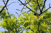 Orchard Oriole Female Perch