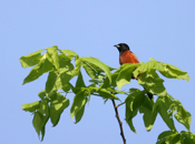 Orchard Oriole Male Perch