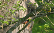 Orchard Orioles Closeup