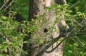 Orchard Orioles Behavior