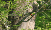 Orchard Orioles Flirting