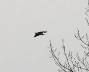 Osprey Flight