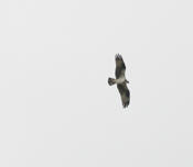 Osprey Hunting