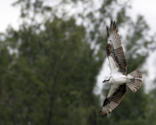 Belly of an Osprey