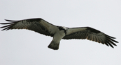 Closeup of an Osprey