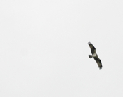 Osprey in Flight