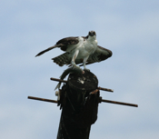 Osprey Seafood Delight