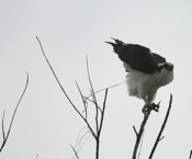 Osprey Poop