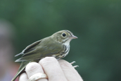 Ovenbird Profile