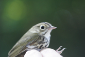 Ovenbird Closeup