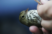 Measuring Ovenbird