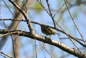 Palm Warbler Dorsal View