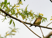 Palm Warbler Close-up