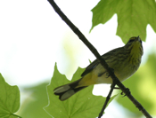 Palm Warbler Underside