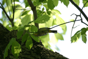 Palm Warbler Foraging