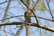 Palm Warbler Front View