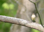 Palm Warbler Chest View