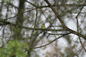 Palm Warbler Front View