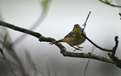 Palm Warbler Jumping