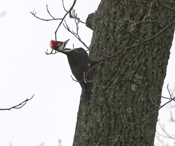 Female Pileated Hair-do