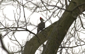 Female Pileated Close-up