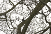 Female Pileated