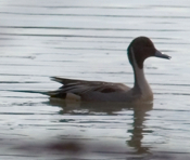 Northern Pintail