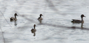 Northern Pintails