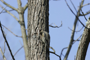 Probing sapsucker