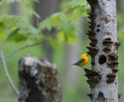 Prothonotary Close to Nest