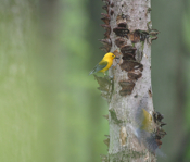 Prothonotary Nest Illusions