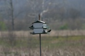Purple Martin "House"