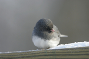 Posing Dark-eyed Junco