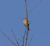 Red Bellied Woodpecker