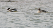 Red-Breasted Merganser Pair