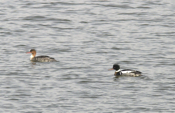 Red-breasted Merganser Pair