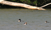 Red-Breasted Merganser Trio