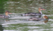 Red-Breasted Merganser Ladies