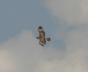 Soaring Red-tailed Hawk