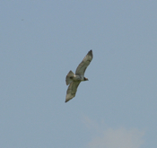 Soaring Red-tailed Hawk