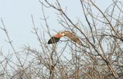 Red Tail Hawk Tail