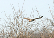 Tail Color Red Tail Hawk