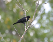 Red Winged Blackbird