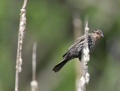 Red-winged Blackbird Female